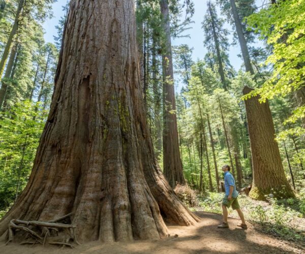 Relaxing Wineries & Staggering Sequoias: Visit California’s Most Underrated State Park This Spring