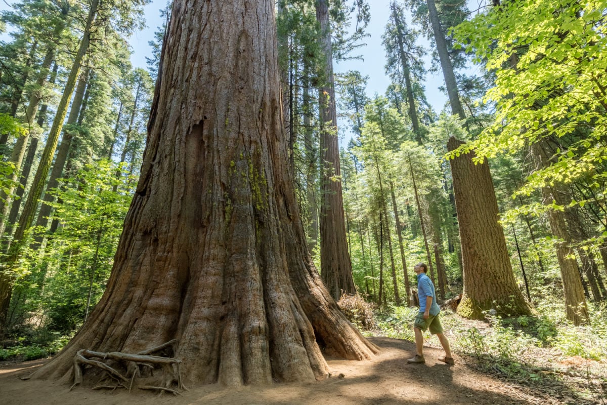 Relaxing Wineries & Staggering Sequoias: Visit California’s Most Underrated State Park This Spring